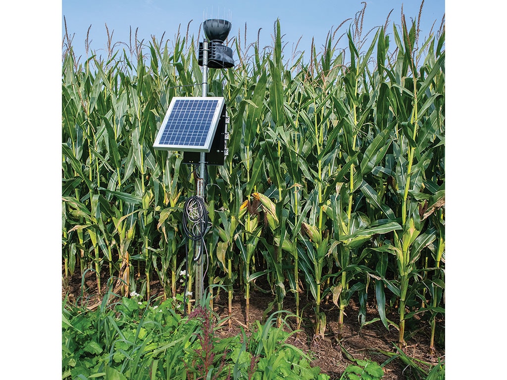 A solar-powered weather station stands among tall corn plants, with cables and sensors visible, under a clear blue sky.