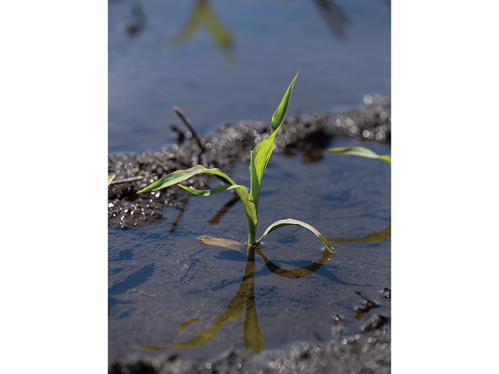 Young plant growing in water with clear reflection on the surface.