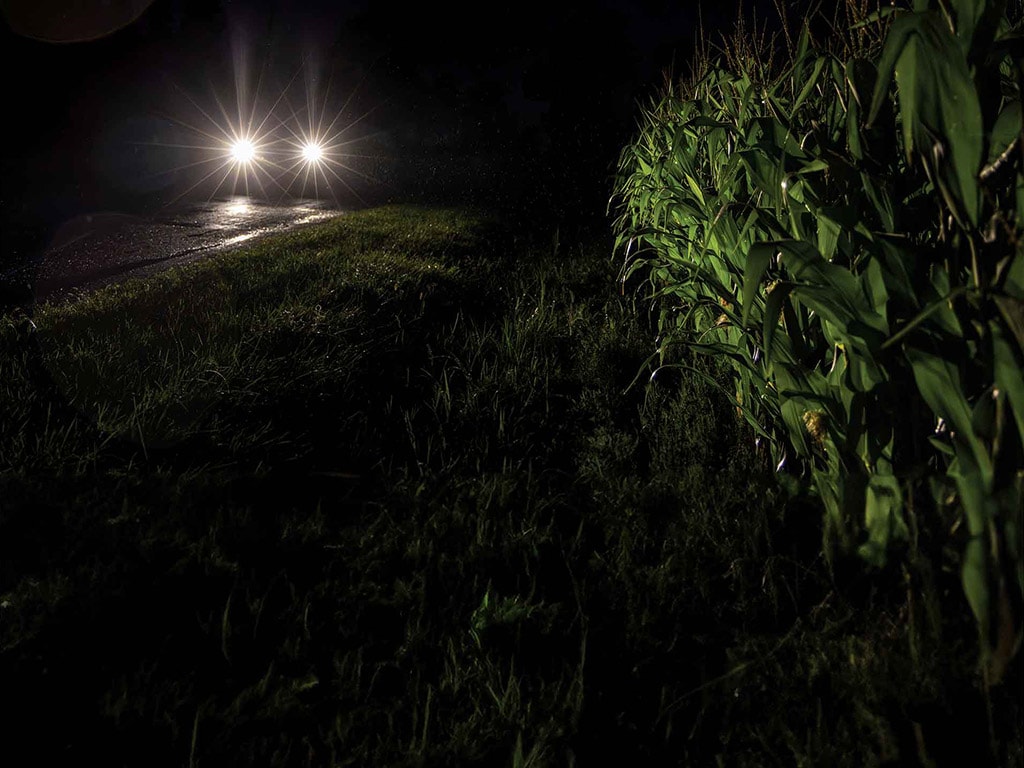 Car headlights illuminating a cornfield at night, with light reflecting on a wet road and grass in the foreground. 