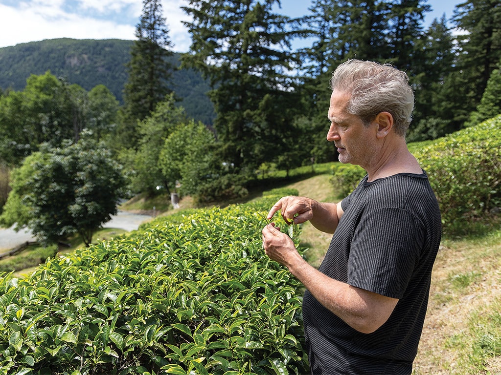 Person picking tea leaves from a plantation in a mountainous landscape.