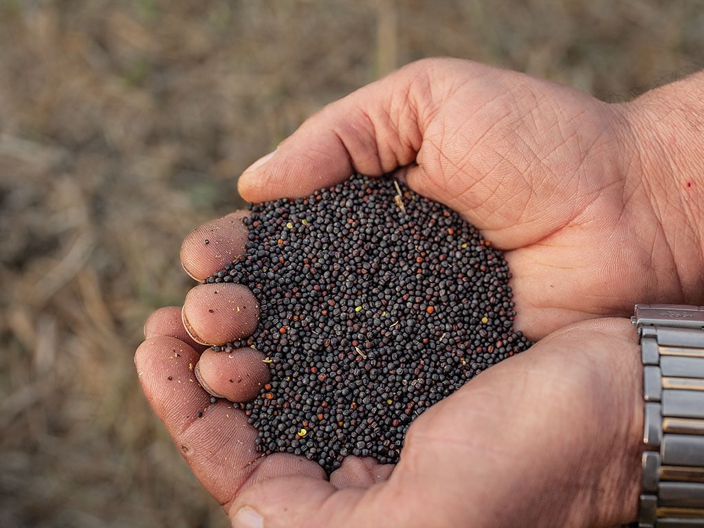 Hands holding a handful of tea seeds