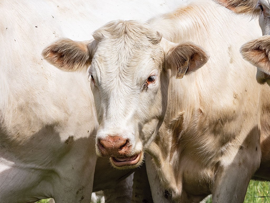 Close-up of a white cow looking at the camera.