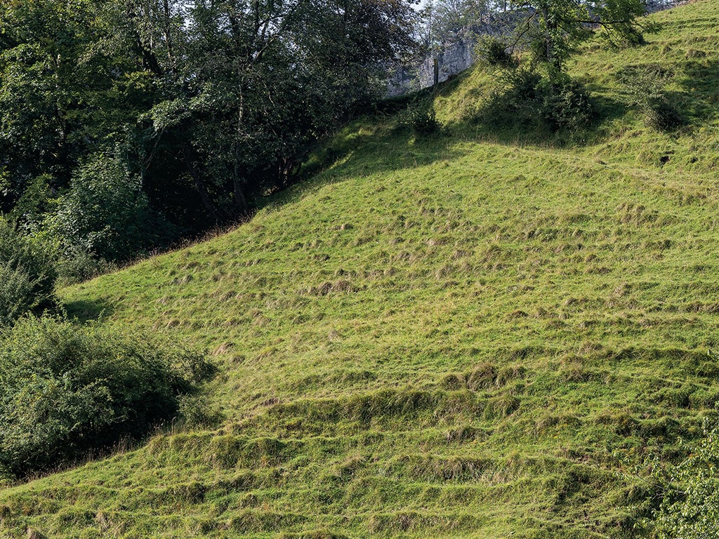 Grassy hillside with trees and a stone wall at the top edge.