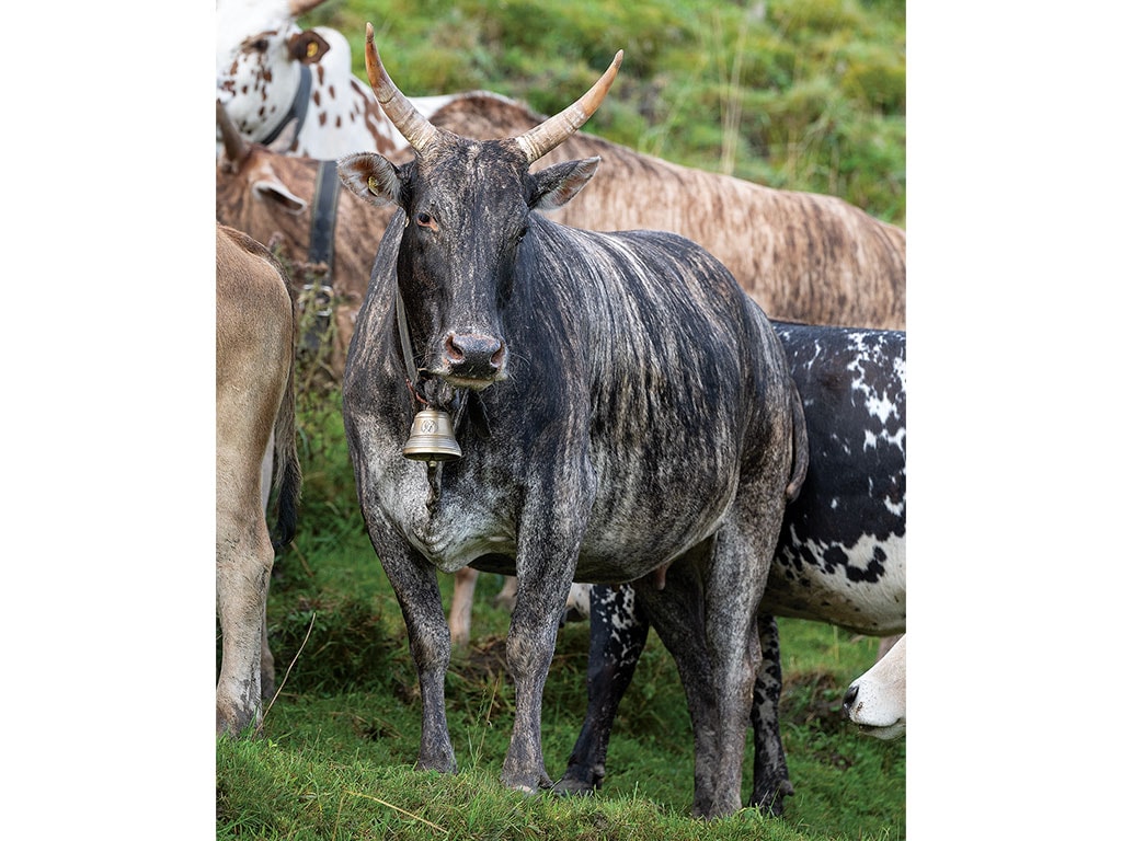 A cow with a bell standing among a herd on grass.