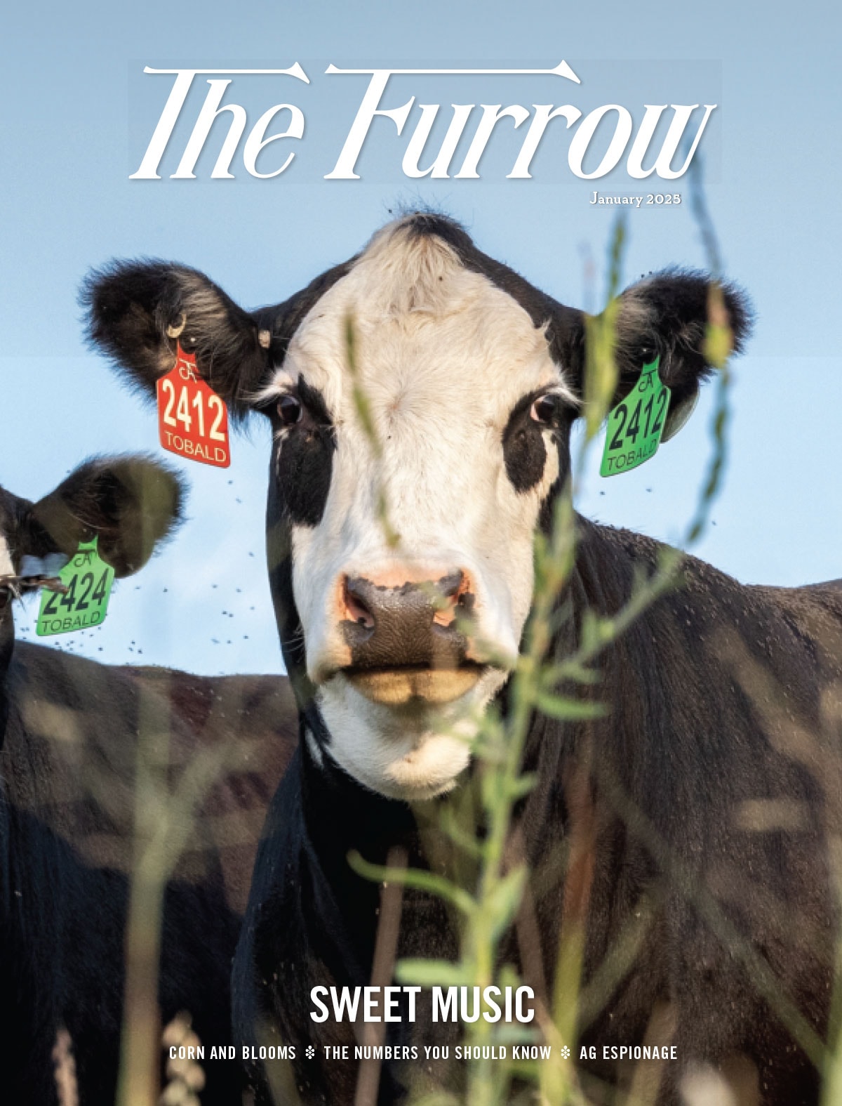 A black and white cow looking straight on with red and green tags attached to its ears