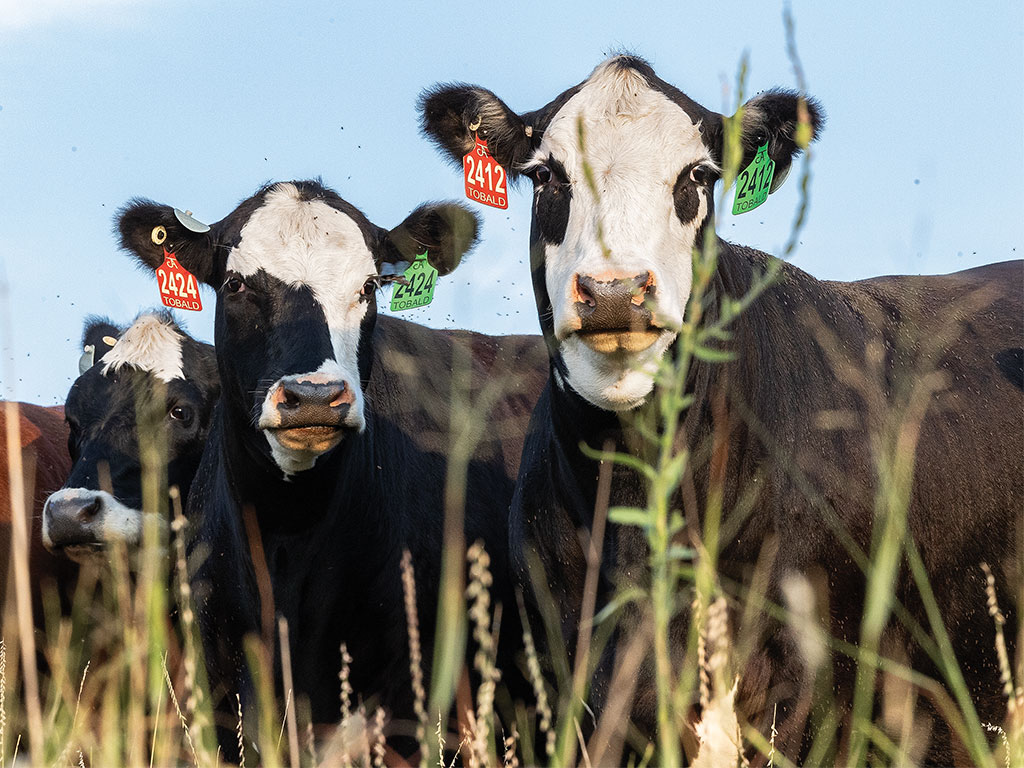 Three black and white cows with ear tags behind grass.