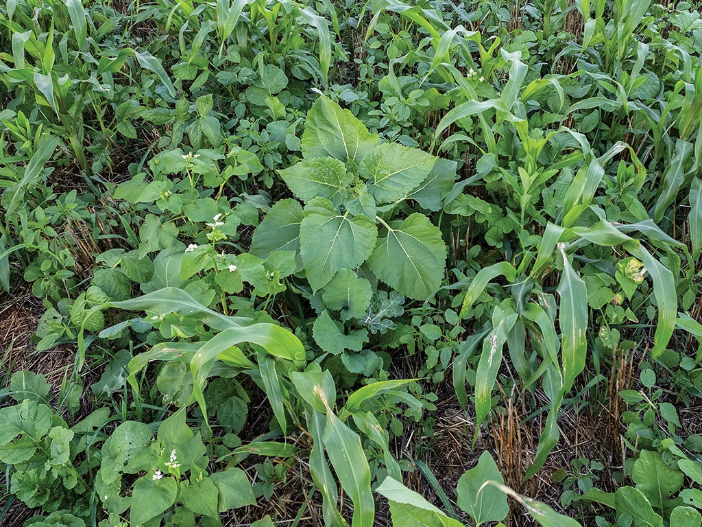 A green field with mixed vegetation and weeds.