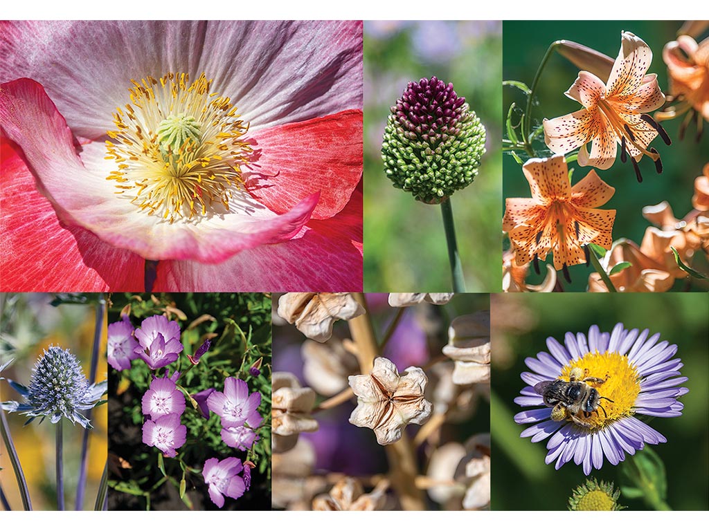 Collage of various flowers of all vividly bright colors and types 