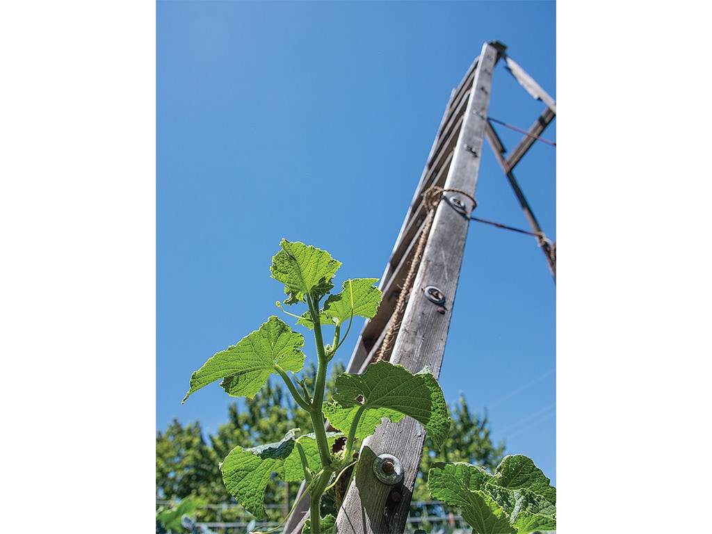 An upward view of a weathered wooden ladder with a vine climbing up its side