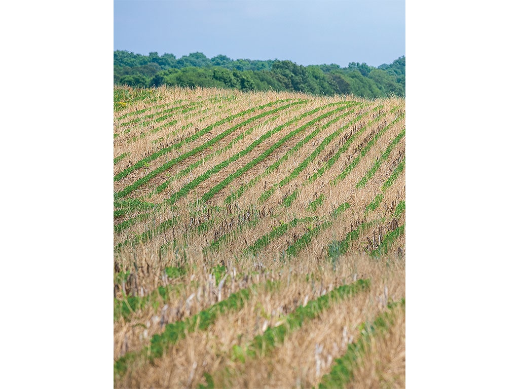 A field recently harvested and flush with cover crops.