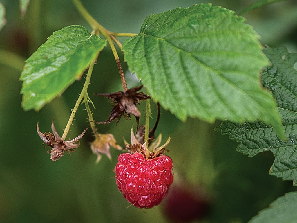 Closeup of a single raspberry on the bush