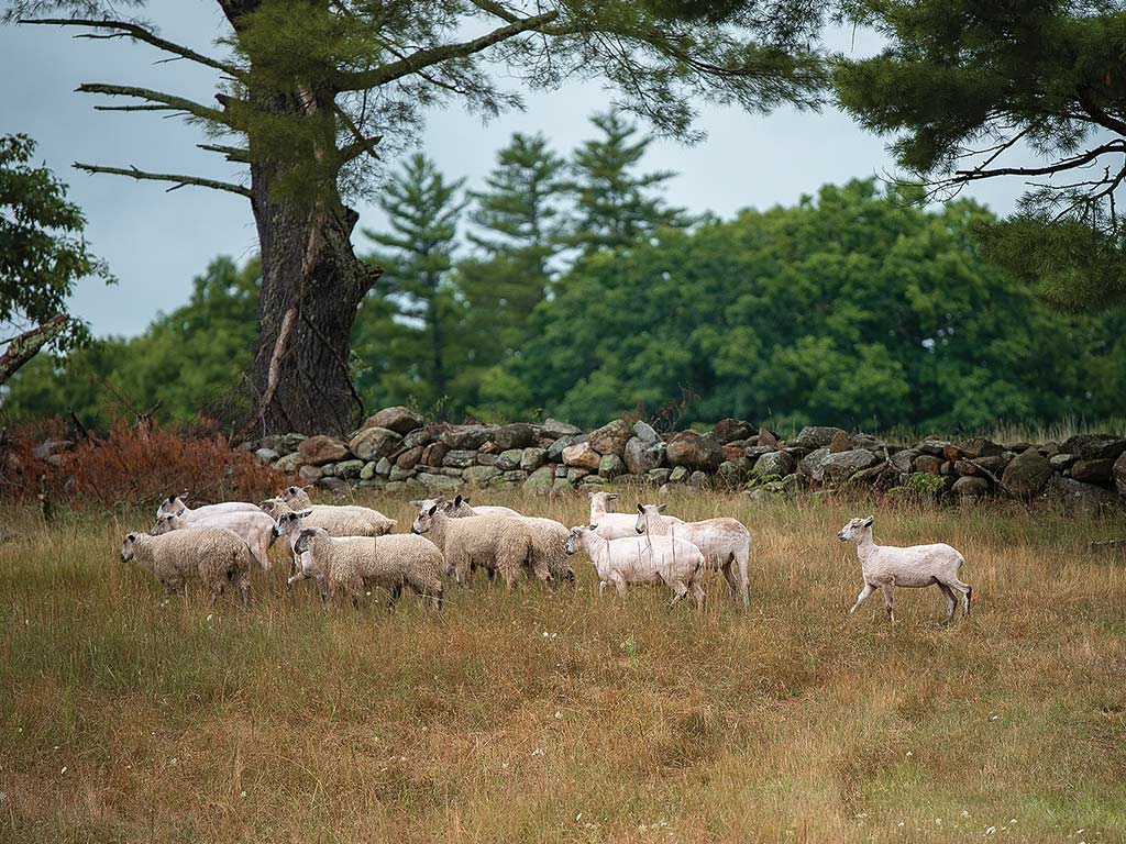 A group of sheep grazing in a grassy field near a stone wall, with lush trees in the background under a cloudy sky.