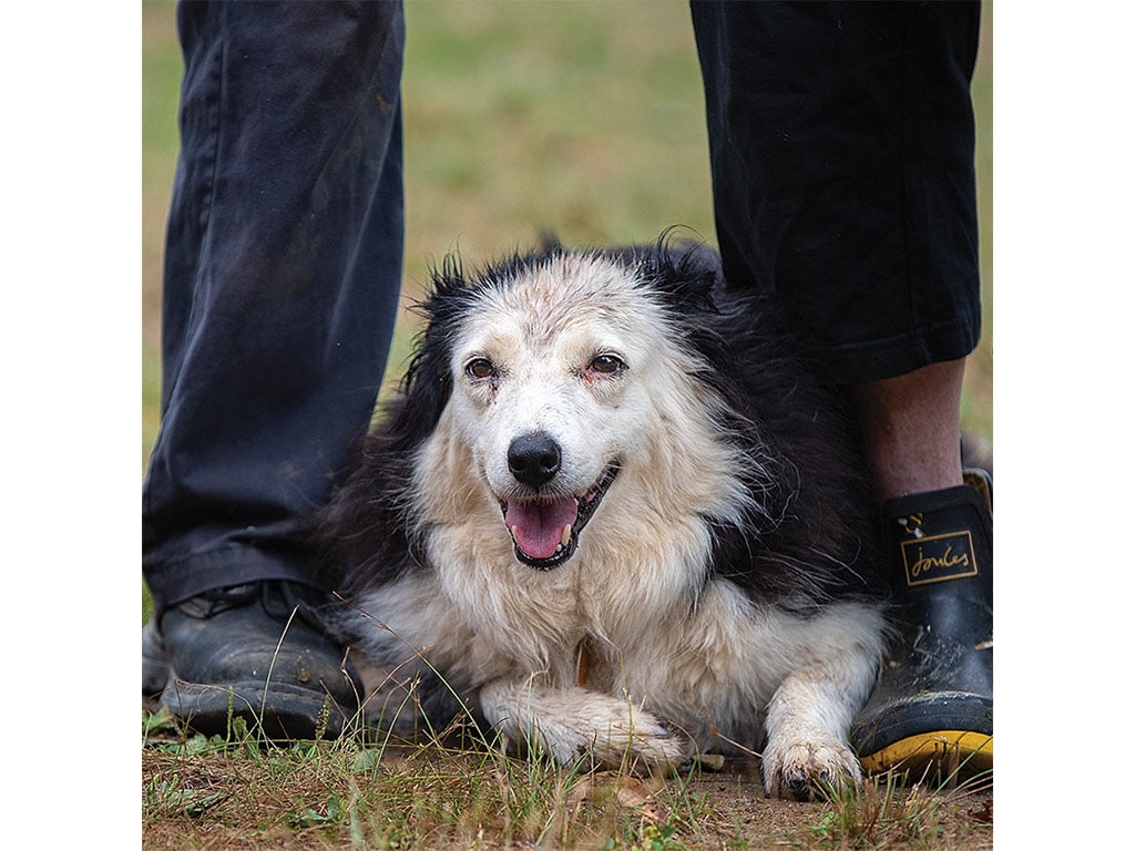 A person stands with legs apart, while a black and white dog sits comfortably between them on grassy terrain.