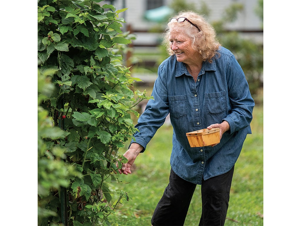 An individual gathers fresh raspberries from a lush green bush, holding a wooden basket and wearing a denim shirt in a garden setting.