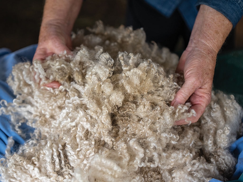 A pair of hands gently holds a pile of soft, curly, cream-colored fleece, showcasing its texture and natural fibers.