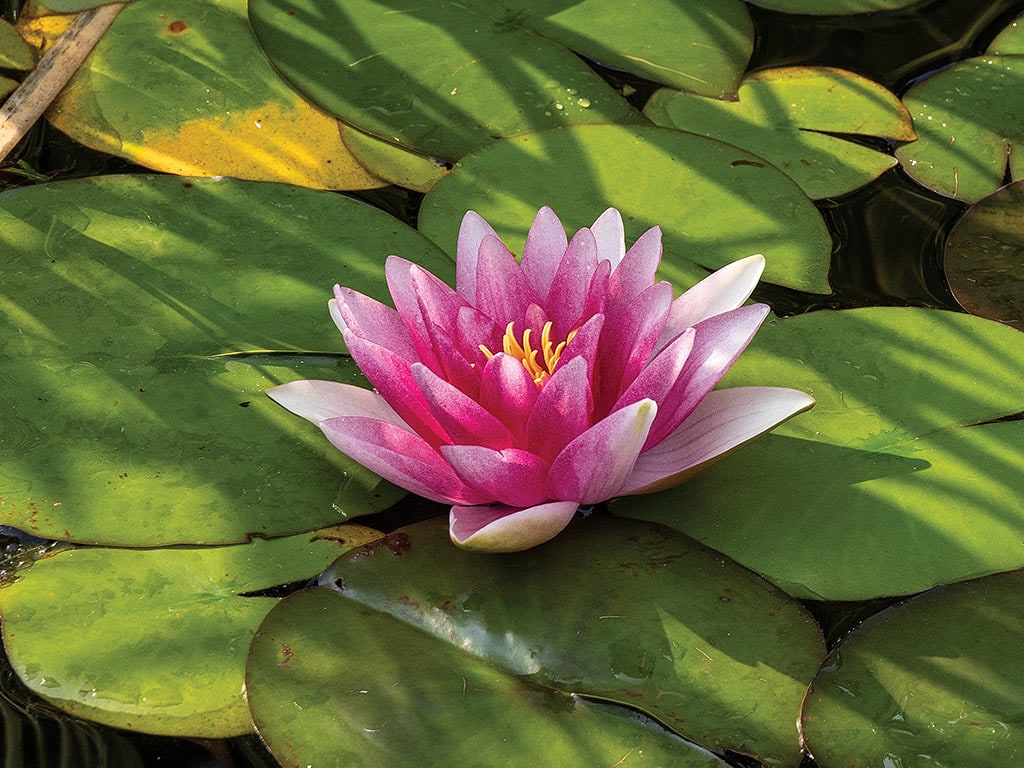 A pink water lily on top of a lily pad among several others floating in water 