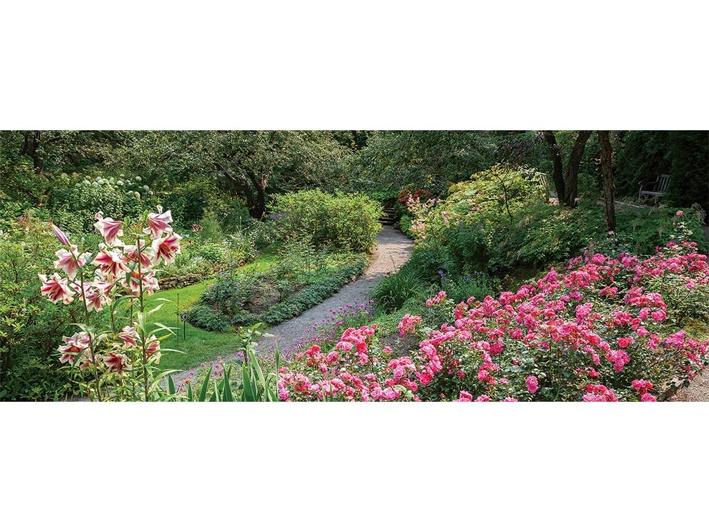 A lush garden path bordered by vibrant pink roses and elegant lilies, surrounded by greenery and trees.