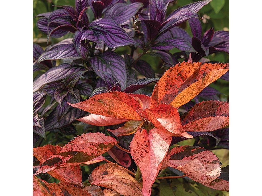 A vibrant display of red and orange leaves interspersed with deep purple foliage, showcasing the beauty of contrasting plant colors.