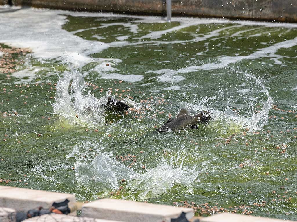 Seabass splashing in a pond raceway during feeding time