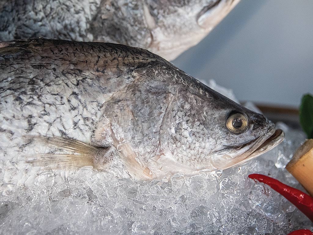 An asian sea bass on a bed of ice