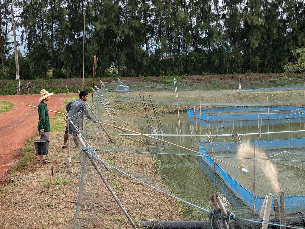 Workers feeding fish utilizing long poles with scoops to reach over the fish pen