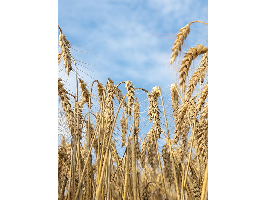 Close-up of golden wheat stalks against a bright blue sky, showcasing their ripeness and texture in a sunlit field.