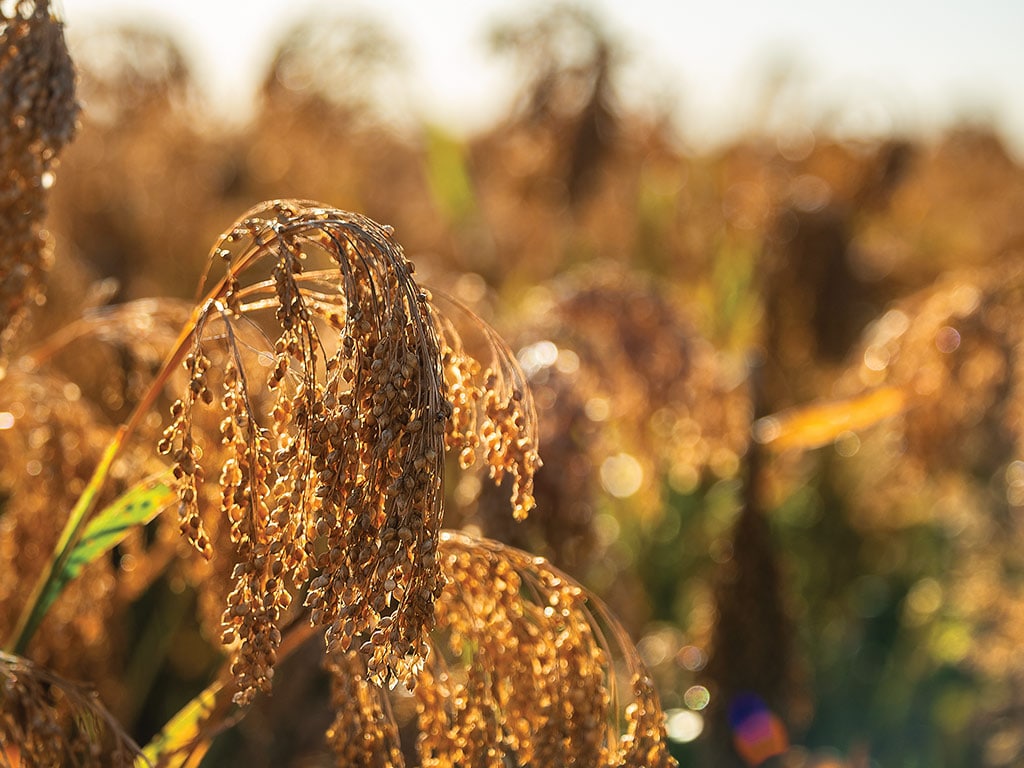 Closeup of a millet plant drooping and backlit by the sun