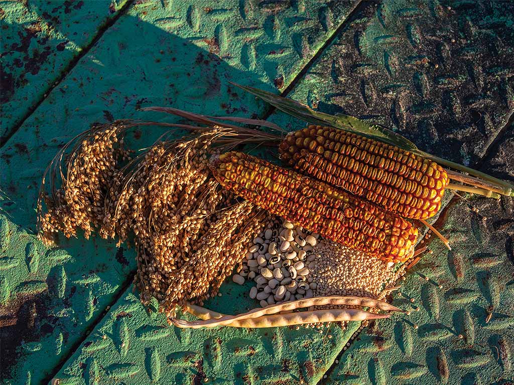 Millet plant, corn and black-eyed peas laying in a pile on green metal surface.