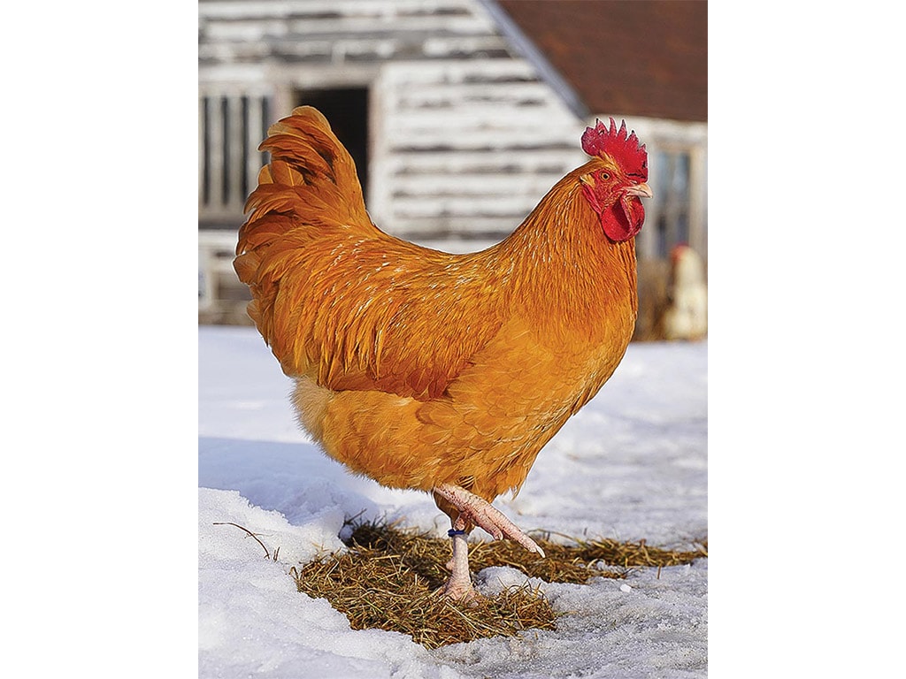 One 20 layer breed chicken show posing on the snow covered ground with white building in the background.