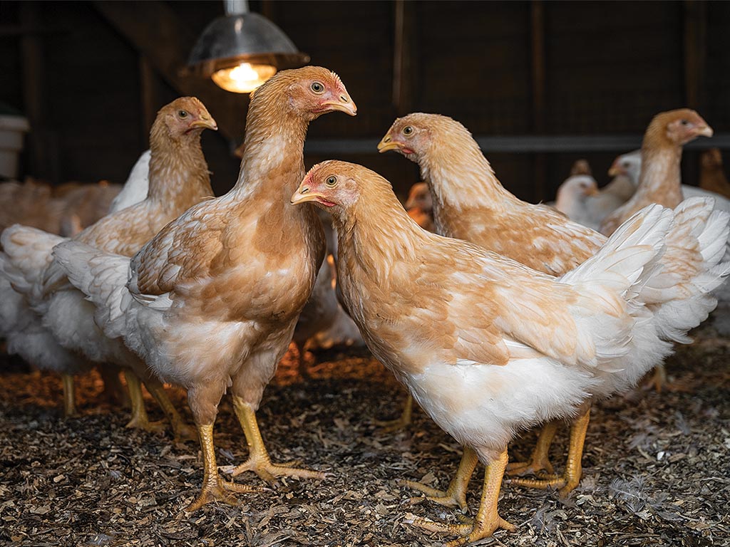 A group of boiler breed of chickens standing around inside a building.