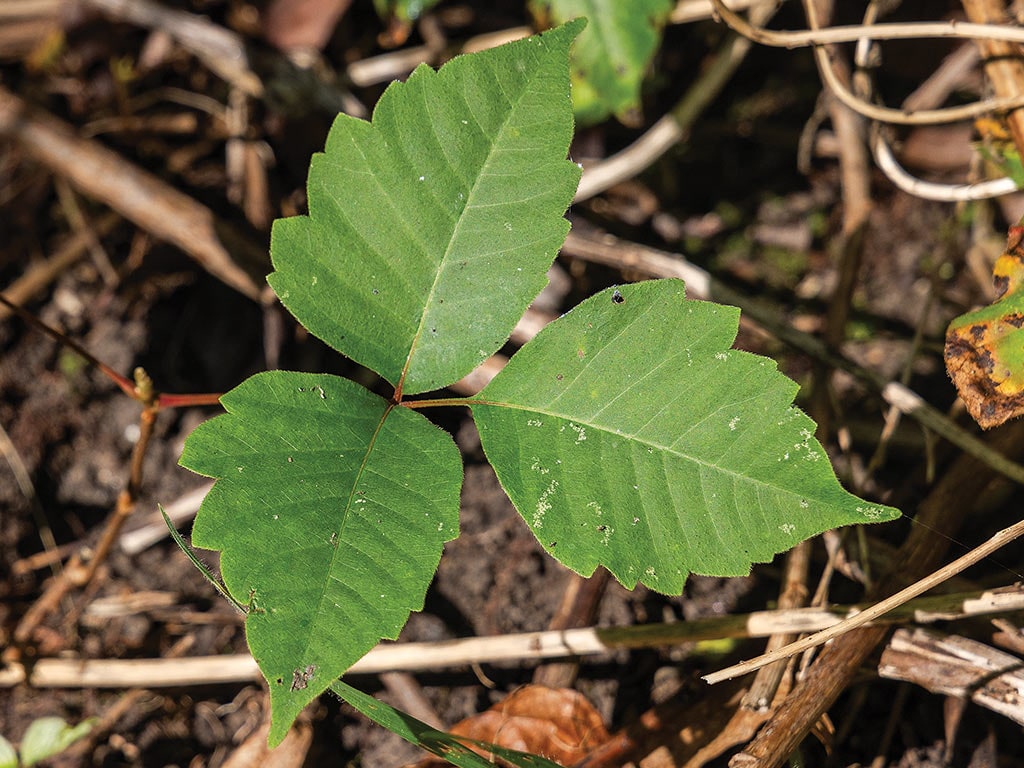 Closeup of a poison ivy plant showing three green leaves