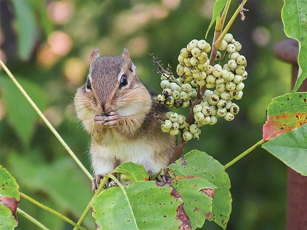 A chipmunk with full cheeks of white poison ivy berries