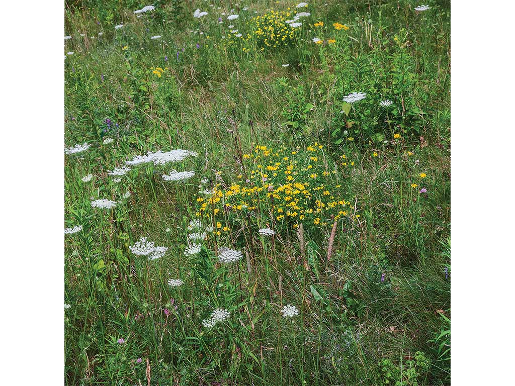 A field with a variety of wild grasses, weeds, and flowers