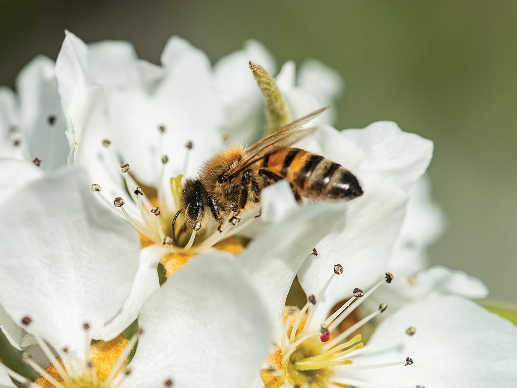 Closeup of a honeybee on a white flower 