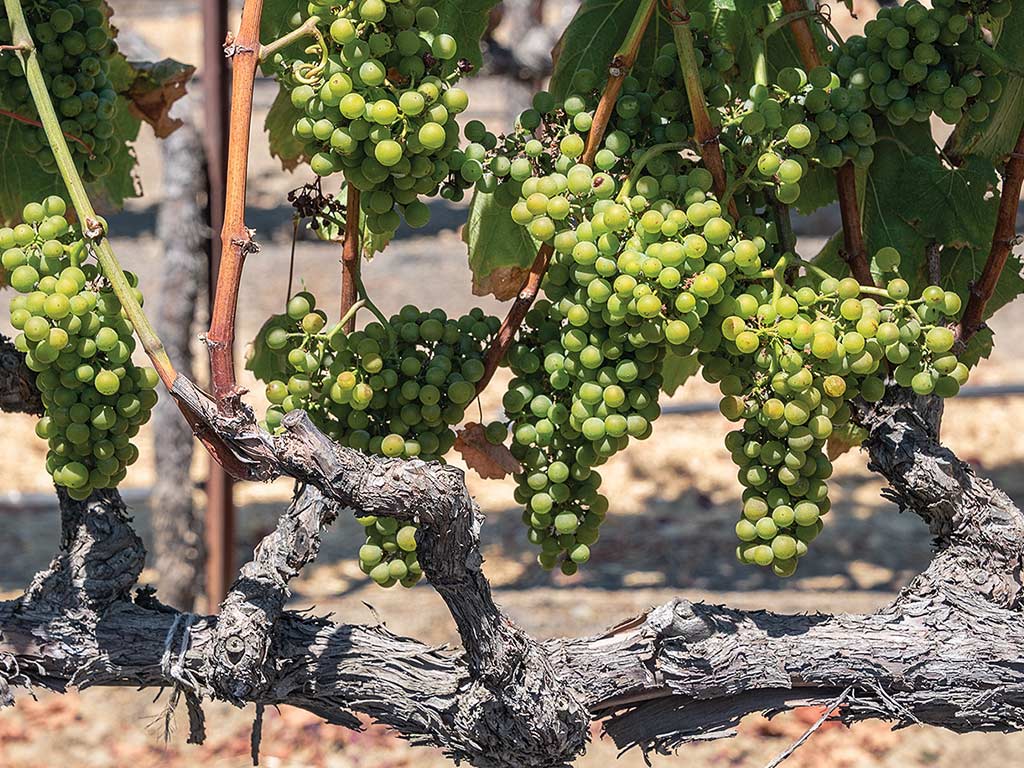 Close-up of a grapevine with clusters of green grapes hanging in a vineyard.