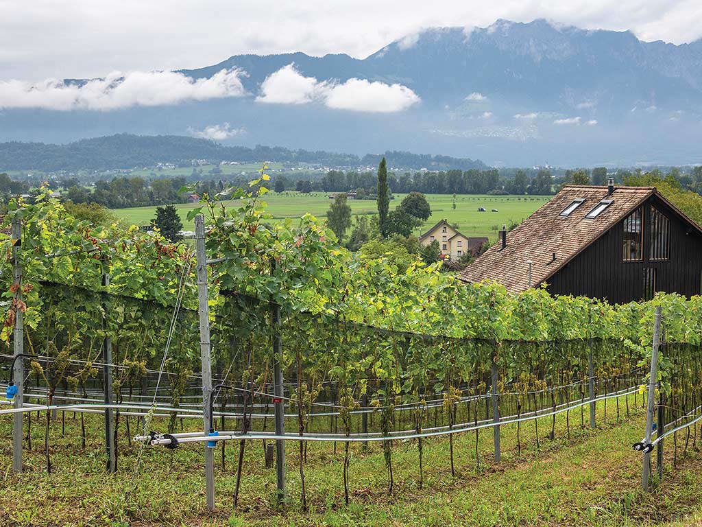 Lush vineyard with rows of grapevines, a rustic house nearby, and mountains in the background.