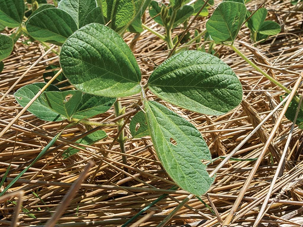 Close-up of green soybean leaves growing in a field.