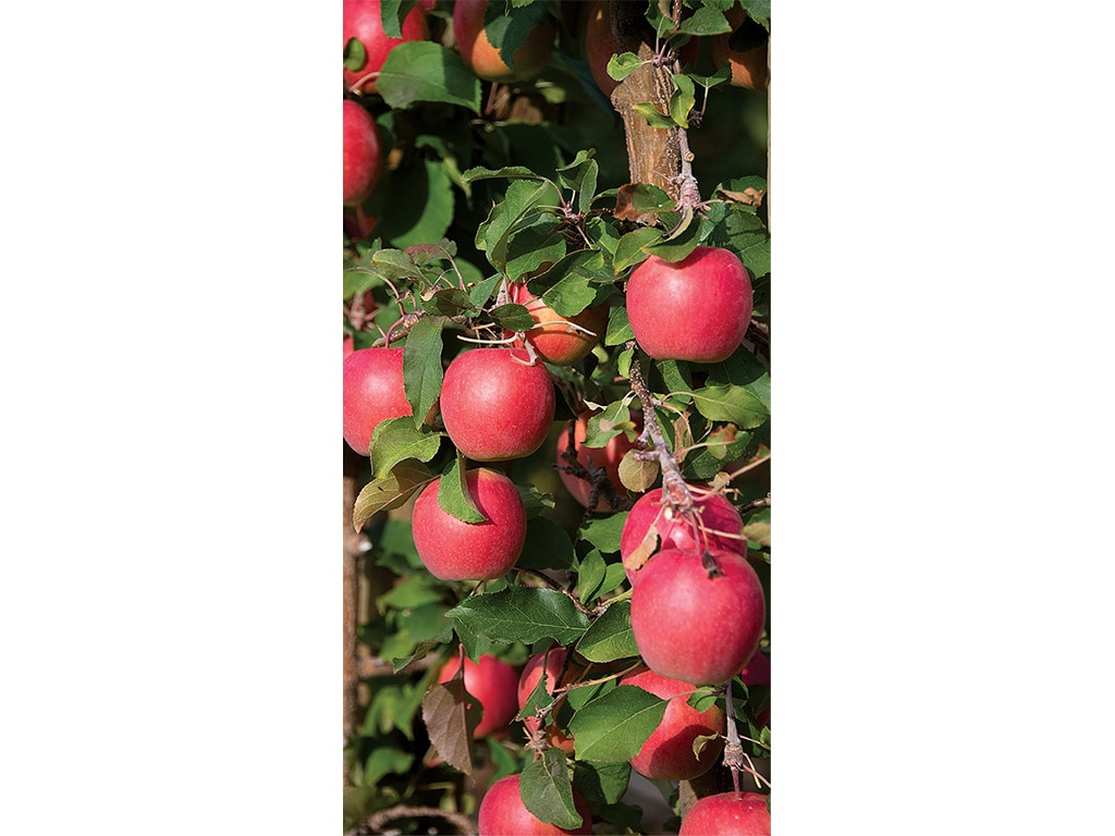 A close-up view of red apples hanging on a tree branch.