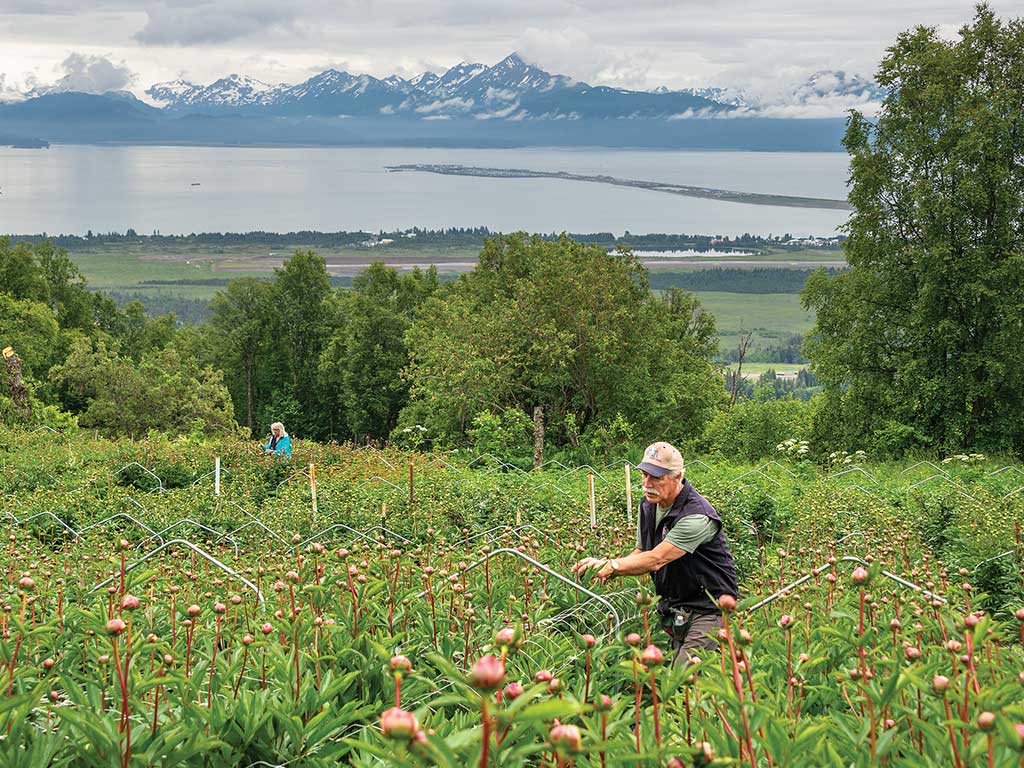 Two people working on a peony farm in front of a wide view of a coast with snowy mountains across the water topped with clouds