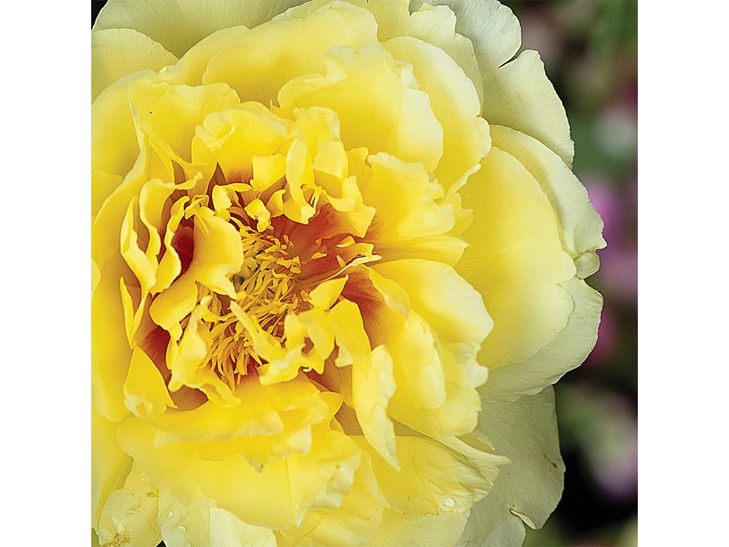 Close-up of a soft yellow peony with ruffled petals and a hint of red at the center, highlighting its intricate details.