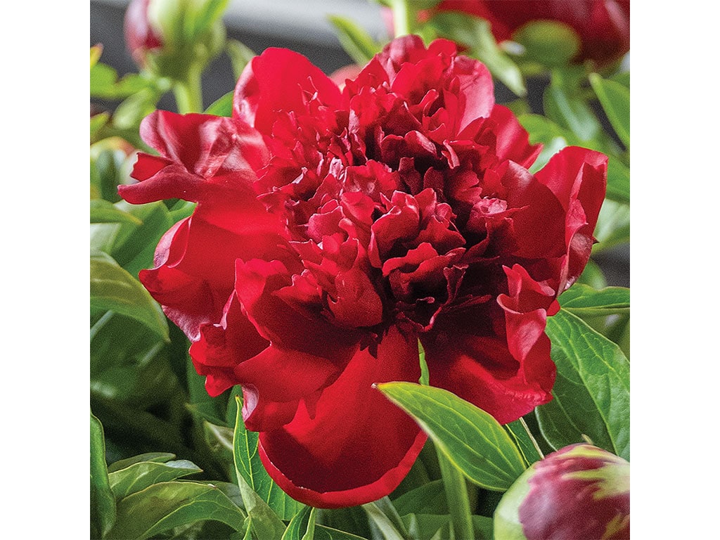 A vibrant red peony bloom surrounded by lush green leaves, showcasing its lush layers and rich color in natural light.