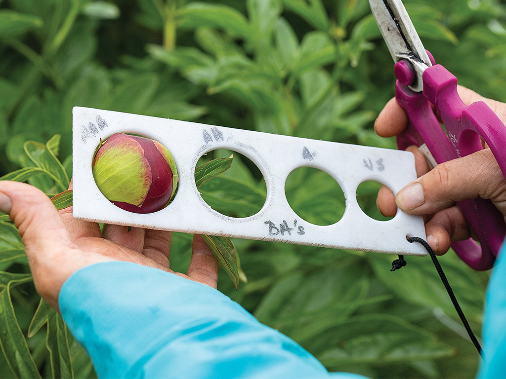 A hand holding a white sizing guide with multiple holes, showcasing a peony bud, surrounded by green foliage. Scissors are nearby.