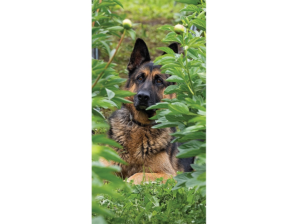 A German Shepherd rests among green foliage, partially obscured by leaves and flowers, creating a serene and natural atmosphere.