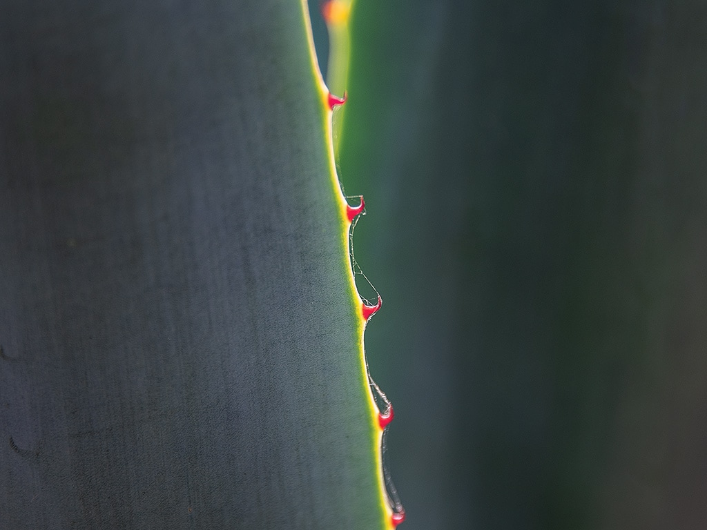 Closeup of the thorned edge of an agave leaf