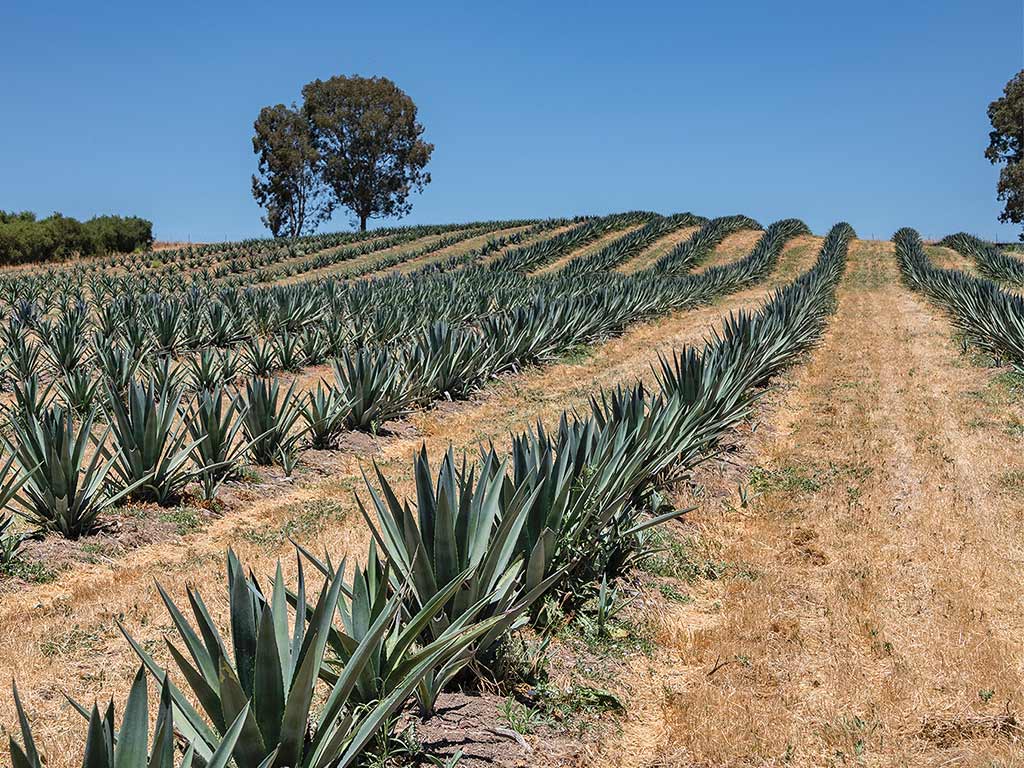 An agave field stretching out over a hill