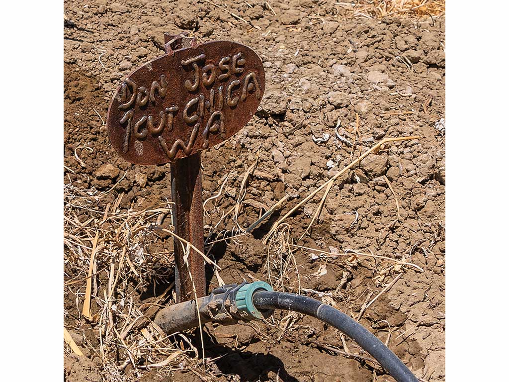 A bronze plate marking an agave variety