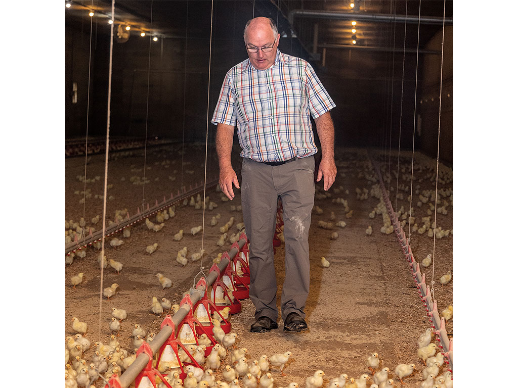 A man walking through a large facility with little baby chicks with water and feed systems.