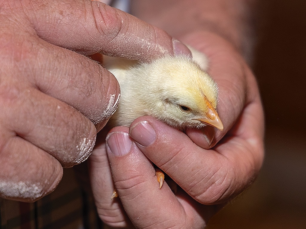 A small yellow chick in a pair of hands