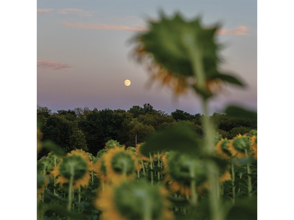 A serene sunset scene with a full moon rising above a field of sunflowers, partially blurred in the foreground.