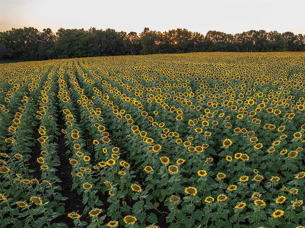 A vast field of vibrant sunflowers stretches towards the horizon under a soft sunset, surrounded by lush greenery.